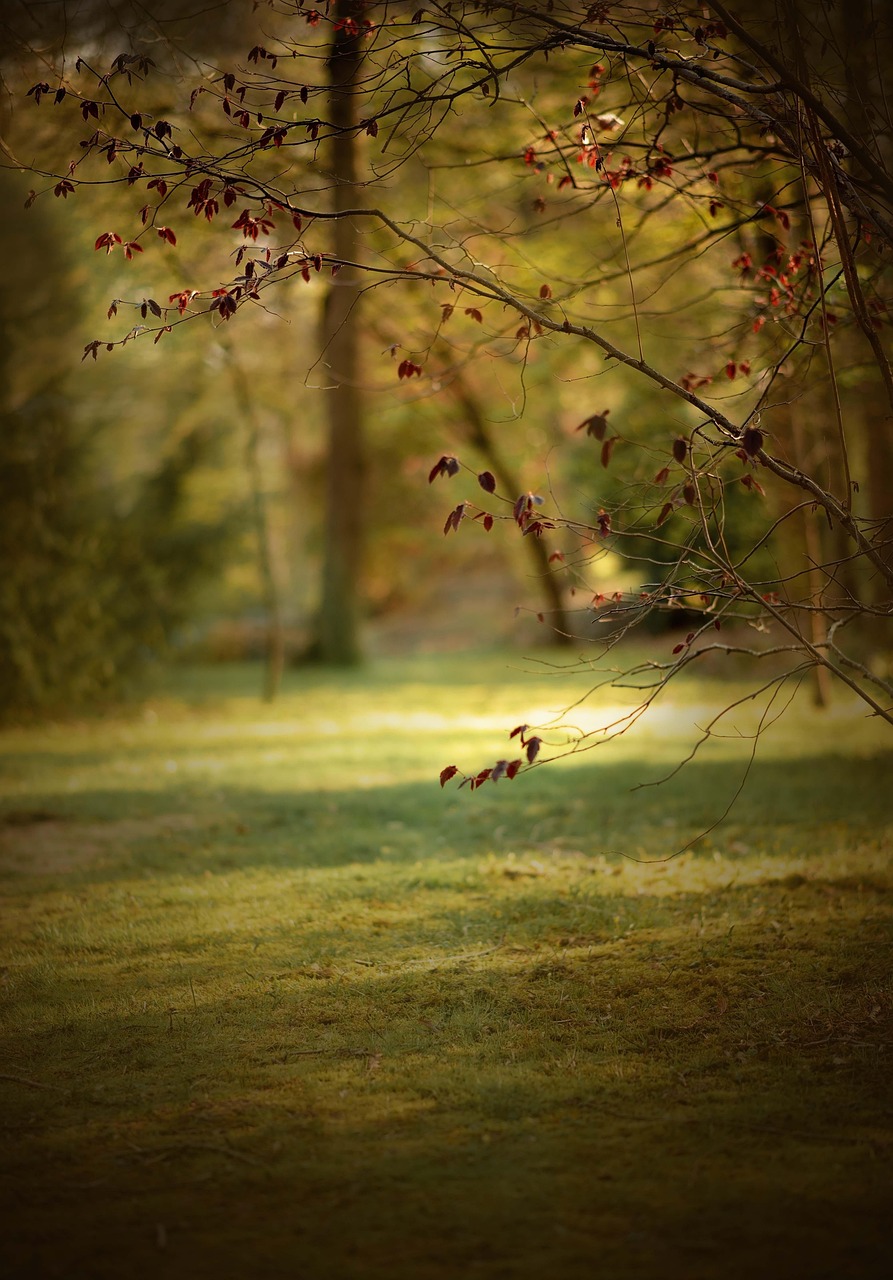 Clara toniolo hypersensible femme thérapeute La rochelle Clara toniolo hypersensible femme thérapeute La rochelle